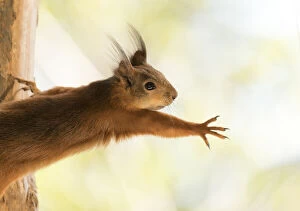 Eurasian Red Squirrel Gallery: Red Squirrel is reaching out Date: 28-05-2021