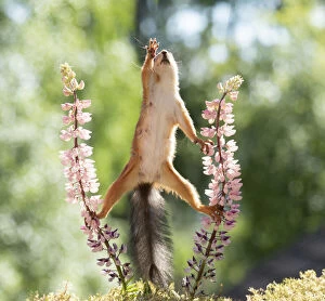 Images Dated 27th February 2021: Red Squirrel is reaching up from lupine flowers Date: 11-06-2018