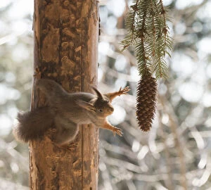 Pinecone Gallery: Red Squirrel reaching for a pinecone Date: 26-04-2021