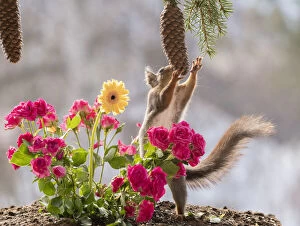 Images Dated 8th April 2021: Red Squirrel reaching for a pinecone from between roses
