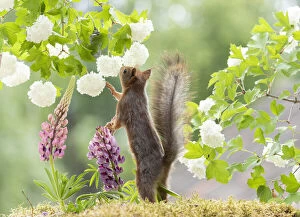 Red squirrel reaching for snowball bush flowers Date: 14-06-2018