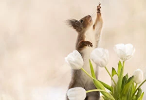 Images Dated 25th March 2021: red squirrel reaching from behind white tulips