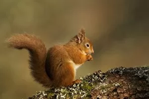 Images Dated 19th February 2011: Red Squirrel - resting and eating on a lichen covered log in morning light - February