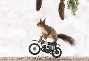 Images Dated 9th April 2021: Red Squirrel riding on a cross bike