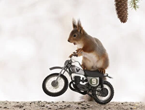 Images Dated 9th April 2021: Red Squirrel riding on a cross bike Date: 09-04-2021