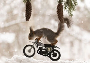 Images Dated 9th April 2021: Red Squirrel riding on an cross bike Date: 09-04-2021