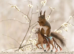 Images Dated 7th May 2021: Red Squirrel riding a horse Date: 06-05-2021