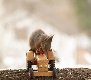 Sciurus Vulgaris Collection: red squirrel is riding on an tractor