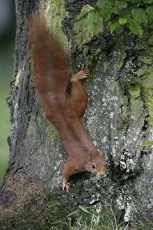 Red Squirrel - Running down tree-trunk