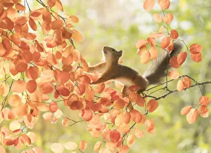 Images Dated 27th September 2021: Red Squirrel, Sciurus vulgaris, Eurasian red squirrel, Sweden