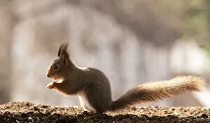 Images Dated 19th April 2021: Red Squirrel, Sciurus vulgaris, Eurasian red squirrel on the ground Date: 18-04-2021