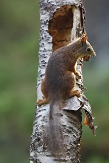 Red Squirrel. Scottish Moor - Aviemore - Scotland
