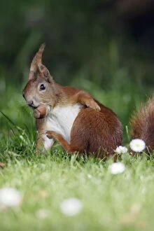 Red Squirrel - Scratching itself, collecting nuts in garden
