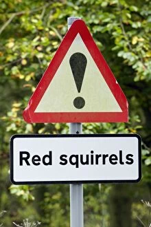 Red Squirrel - sign warning traffic of animals crossing road