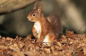 Red Squirrel - Sitting Up