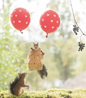 Air Balloon Gallery: Red Squirrel sitting in an air balloon     Date: 08-09-2021
