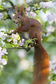 Images Dated 22nd April 2011: Red Squirrel - sitting in apple tree amongst blossom - in garden - Lower Saxony - Germany