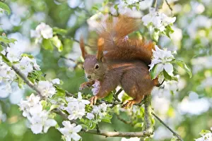 Red Squirrel - sitting in apple tree amongst blossom - in garden - Lower Saxony - Germany