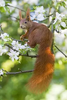 Red Squirrel - sitting in apple tree amongst blossom - in garden - Lower Saxony - Germany