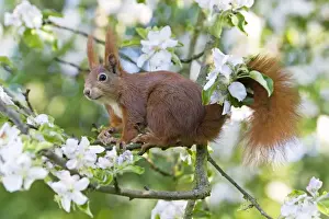Red Squirrel - sitting in apple tree amongst blossom - in garden - Lower Saxony - Germany