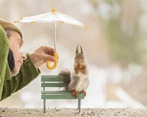 Sciurus Vulgaris Collection: red squirrel sitting on an bench man holding a umbrella