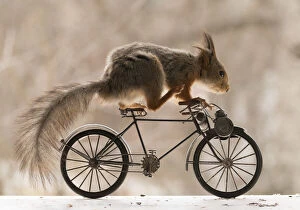 Riding Gallery: Red Squirrel sitting on a bike     Date: 28-04-2021