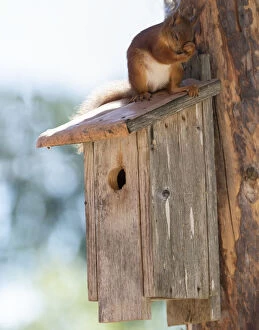Images Dated 24th February 2021: red squirrel is sitting on a birdhouse against a tree Date: 09-06-2018