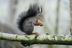 Images Dated 11th March 2009: Red Squirrel - sitting on branch with hazel nut, Lower Saxony, Germany