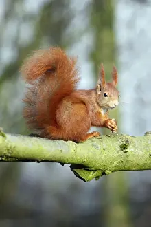 Hazelnut Prints: Red Squirrel - sitting on branch with hazel nut, Lower Saxony, Germany