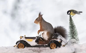Red Squirrels playing Gallery: Red squirrel is sitting in a car with titmouse on tree Date: 09-01-2021