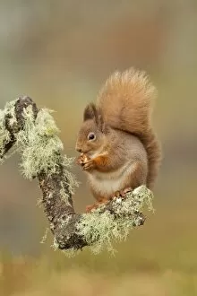 Images Dated 19th February 2011: Red Squirrel - sitting on a lichen covered branch and eating in woodland - February
