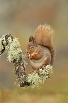 Images Dated 19th February 2011: Red Squirrel - sitting on a lichen covered branch and eating in woodland - February