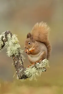 Red Squirrel - sitting on a lichen covered branch and eating in woodland - February - Scotland - UK
