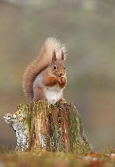 UK Wildlife Collection: Red Squirrel - sitting on an old stump and eating in woodland - February - Scotland - UK