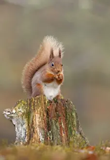 February Prints: Red Squirrel - sitting on an old stump and eating in woodland - February - Scotland - UK