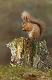 Scottish Prints: Red Squirrel - sitting on an old tree stump eating nuts - February - Aviemore - Scotland