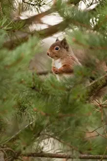Red Squirrel - sitting in pine tree among green pine needles - Cairngorm - Scotland