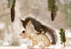 Images Dated 13th April 2021: red squirrel sitting on an skeleton rabbit