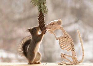Images Dated 15th April 2021: Red Squirrel a skeleton rat eating a pinecone