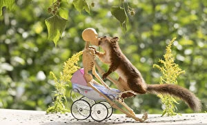 Images Dated 14th August 2021: Red Squirrel and skeleton on a stroller