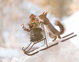 Red Squirrel on a sledge with Christmas bag Date: 24-12-2021