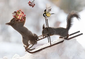 Red Squirrel on a sledge with gifts Date: 26-12-2021