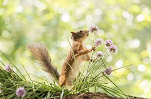 Sciurus Vulgaris Collection: Red Squirrel is smelling chives flowers