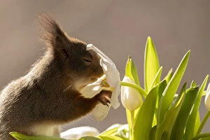 Images Dated 25th March 2021: red squirrel is smelling and holding an white tulip