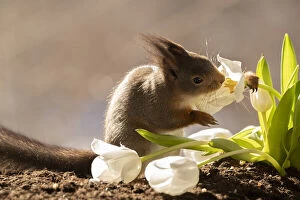 Images Dated 25th March 2021: red squirrel is smelling and holding a white tulip Date: 25-03-2021