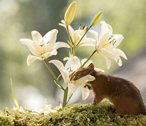 Images Dated 28th July 2021: Red Squirrel smelling lilium flowers Date: 27-07-2021