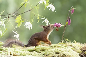 Images Dated 4th March 2021: red squirrel is smelling a Lilium martagon flower Date: 13-06-2018