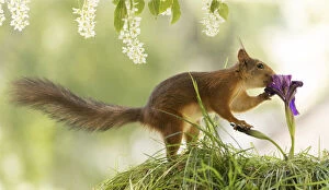 Images Dated 3rd June 2021: Red Squirrel is smelling a purple iris