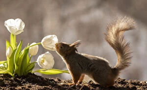 Images Dated 1st April 2021: red squirrel is smelling an white tulip