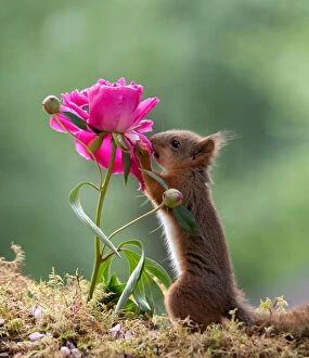 Smell Gallery: red squirrel smells an lupine flower     Date: 19-06-2018